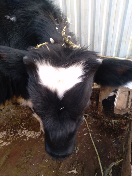 Buqa  buzoq sotiladi