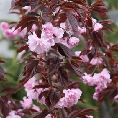 Cires Japinez Royal Burgundy