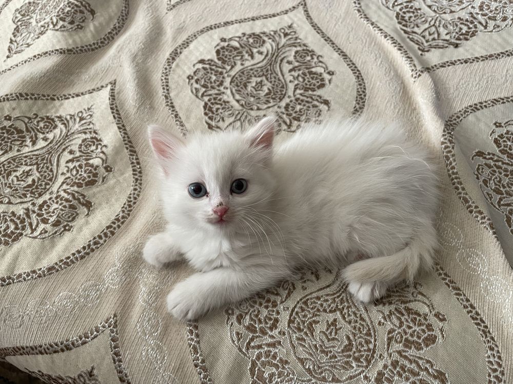 Отдаем котят девочек