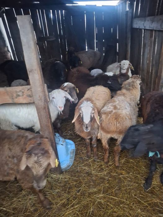 Продам или обменяю на согым