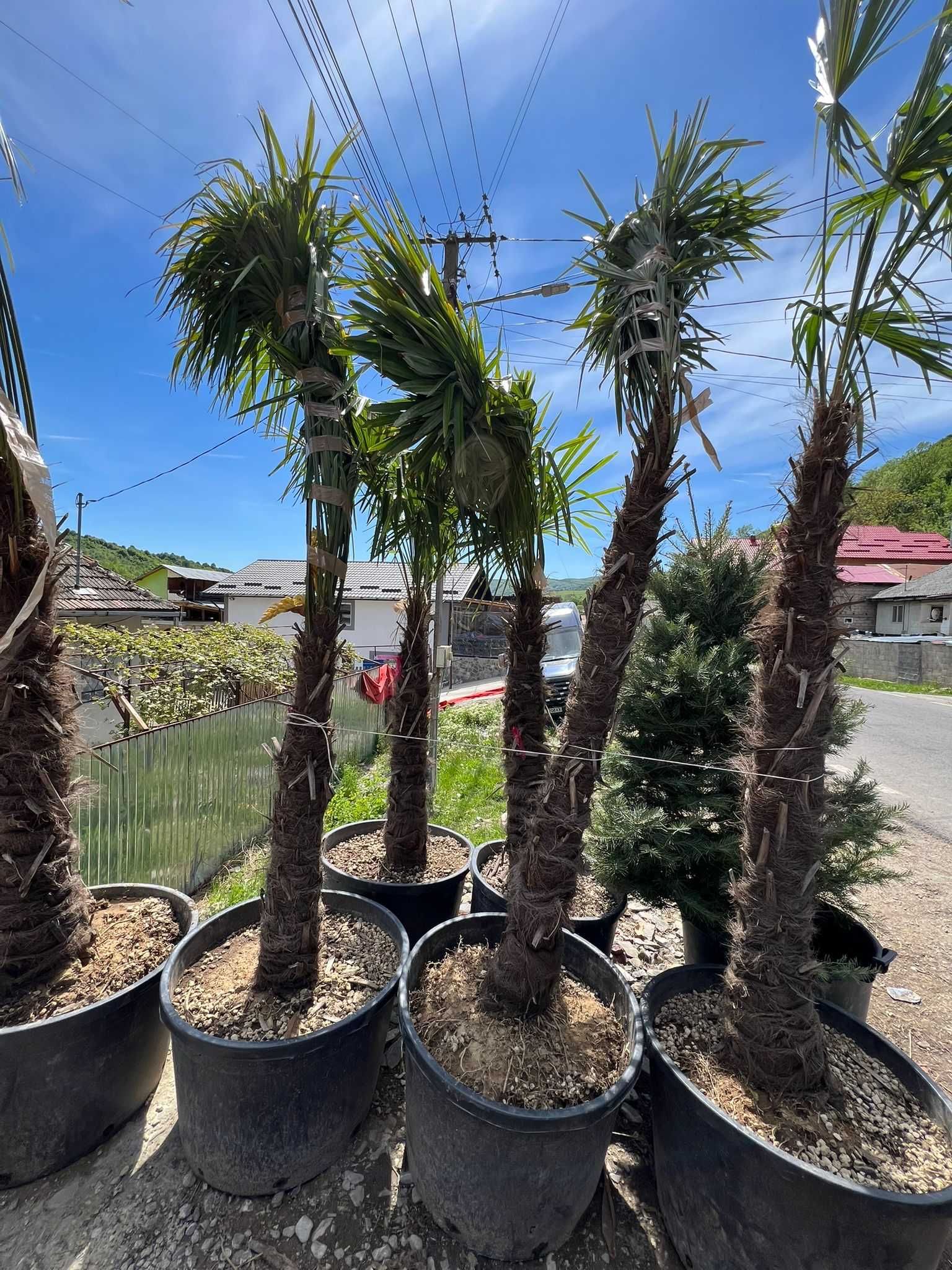 Plante ornamentale direct din pepinieră – fără riscuri!