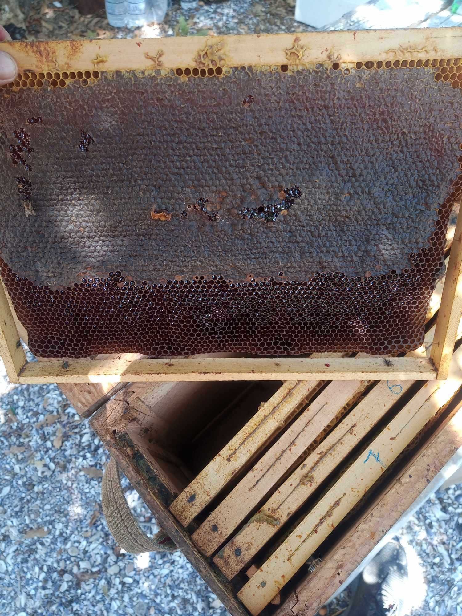 Екологично чист манов мед!