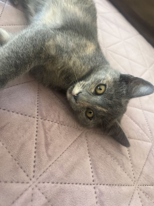 Pisici adoptie 3 luni