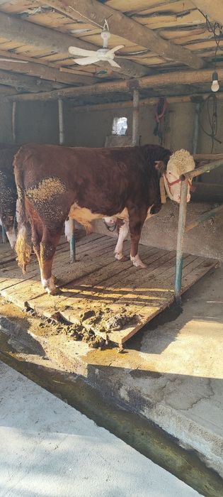 Novos buqalar 3 ta sroshniy sotladi 100 mln kami bor