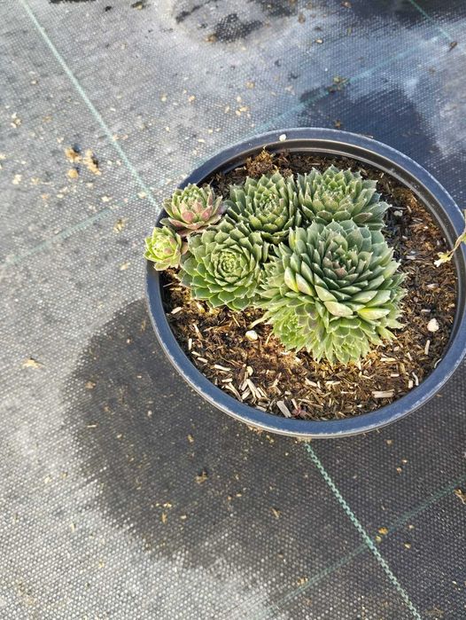 Зелени приятели за дома – сукуленти само по 6 лв! Зарадвайте себе си