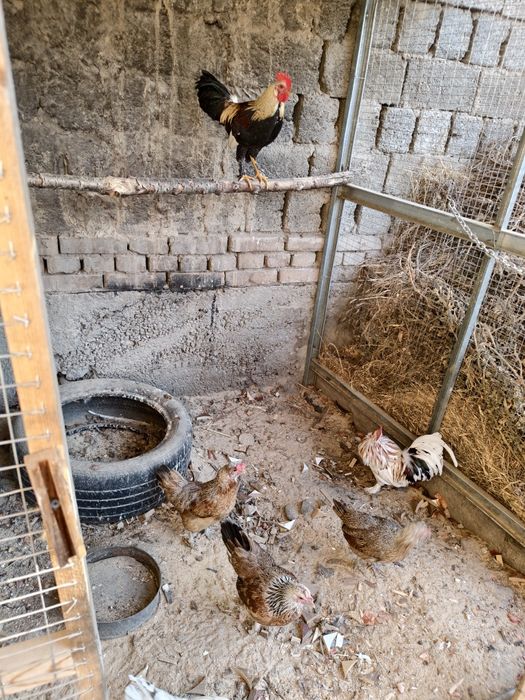 Товук хурозлар сотилади япон. Соглом