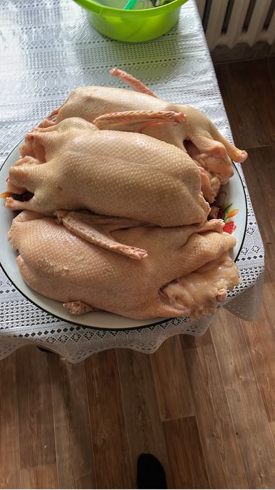 Продам мясо Гуся