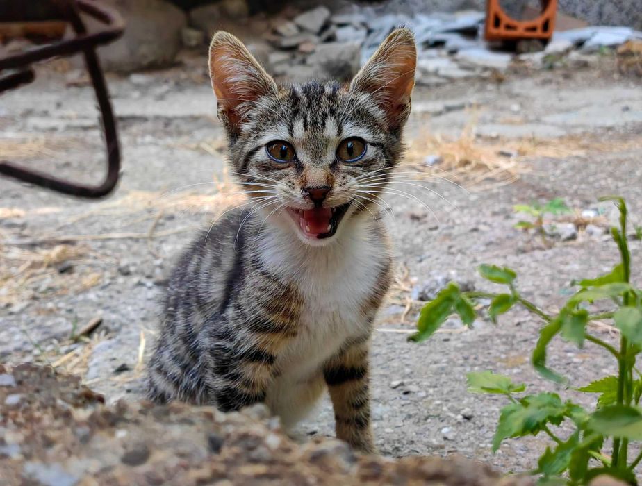 Котeта Бети, Сали, Джими и Мери в търсене на любящи стопани