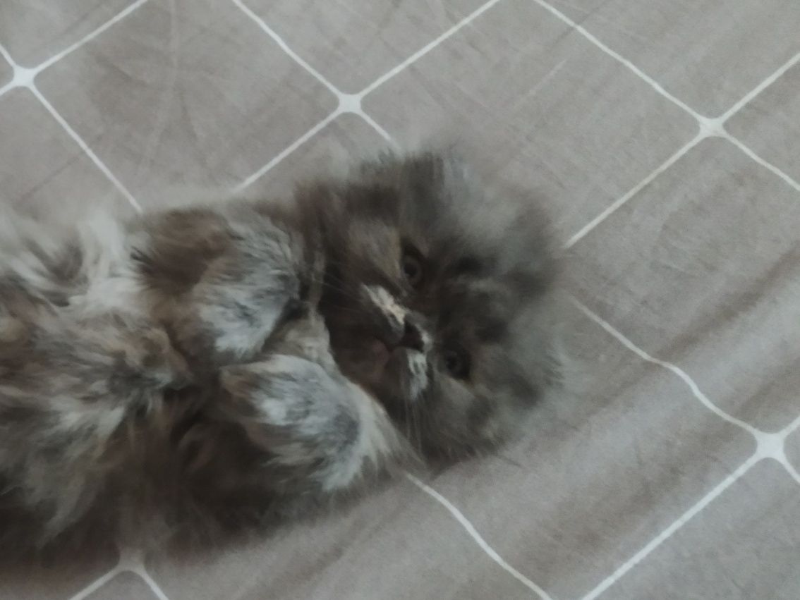 Скотиш фолд котенок