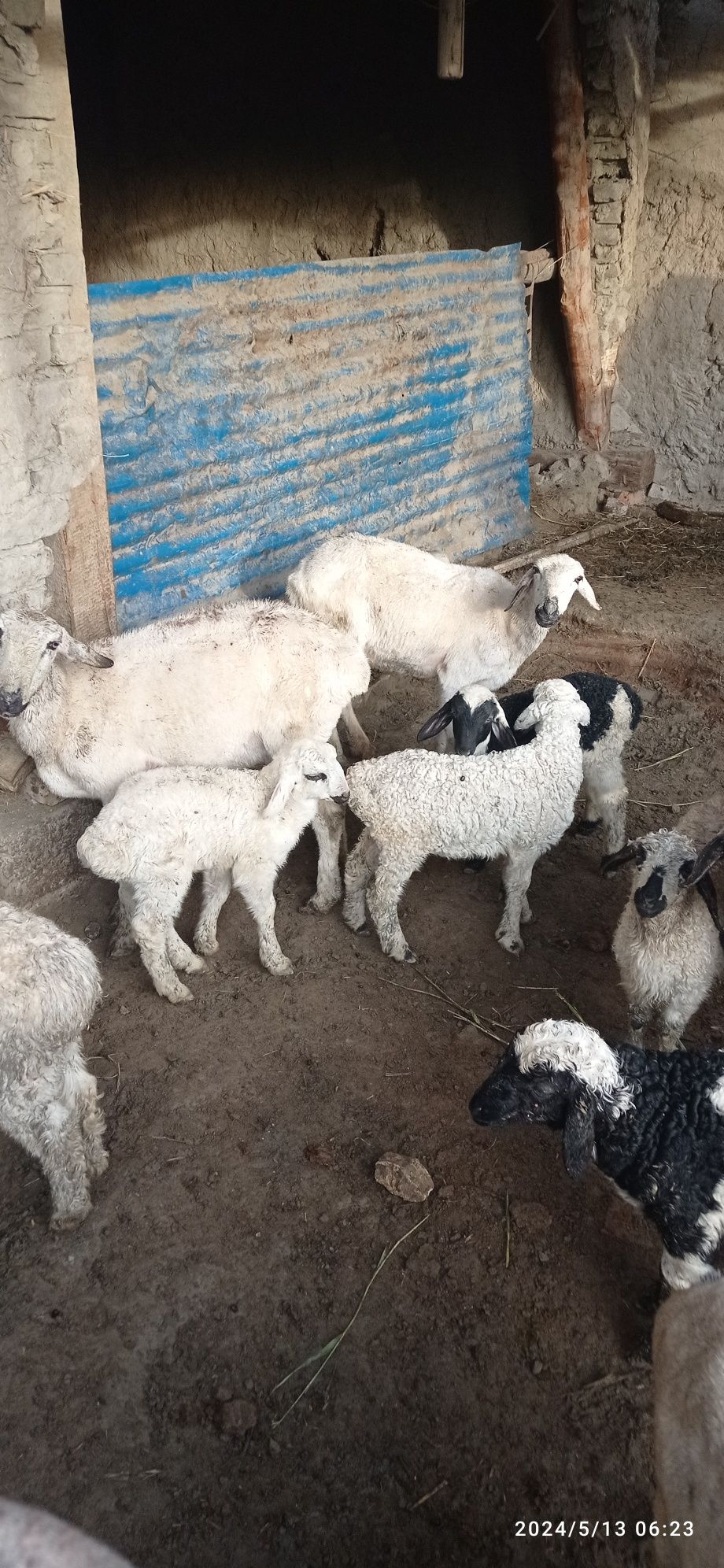 Xsori qo'ylar sotldi hamasi egizag 2 talig sog'lom bolari hamasi nar