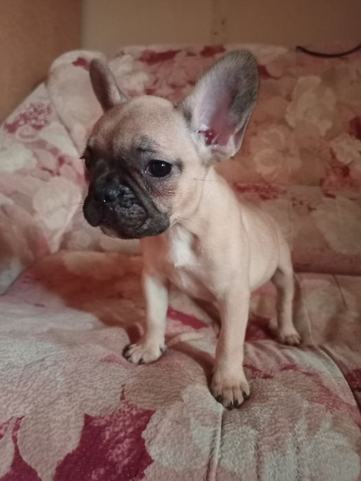 Щенки французского бульдога