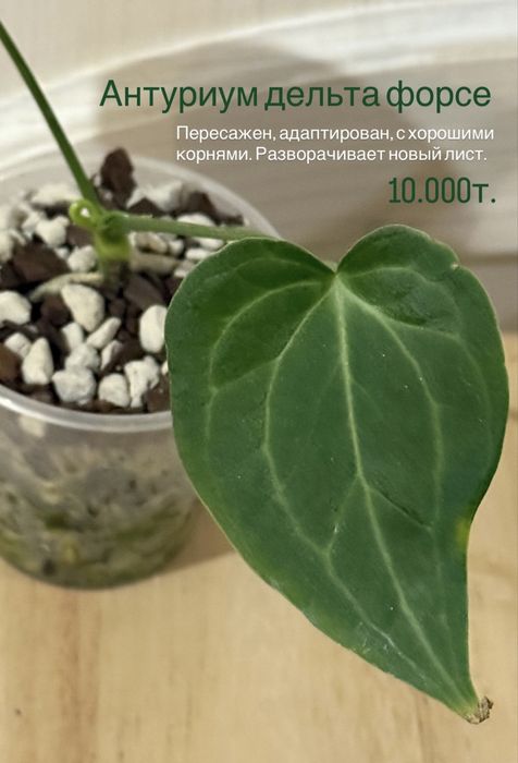 Антуриум дельта форсе. Алоказии. Сциндаптус треби. Шефлера.