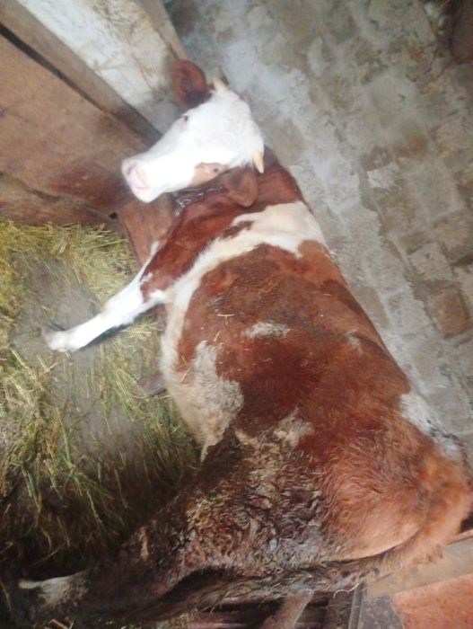 Junică Bălțata Romaneasca