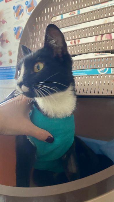 Кошечка ищет дом