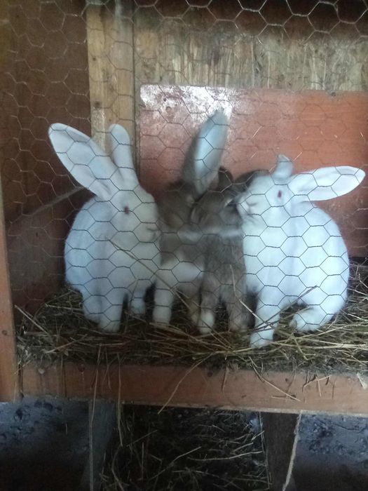 Am iepuri de vanzare, mai multe detalii in peivat.