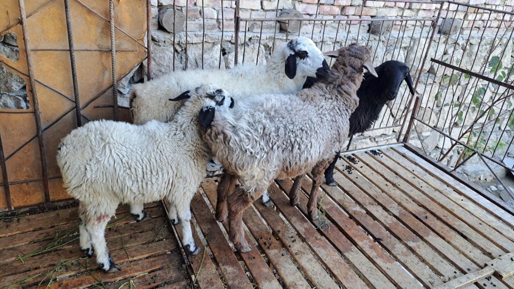 Qòy va qòchqor sotiladi