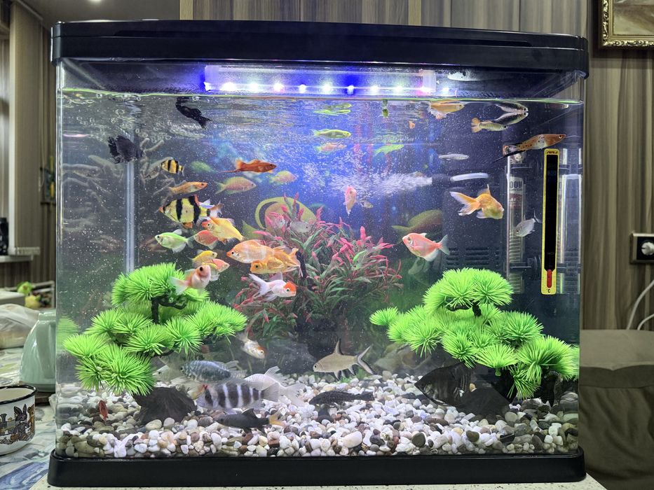 Продам аквариум с рыбками