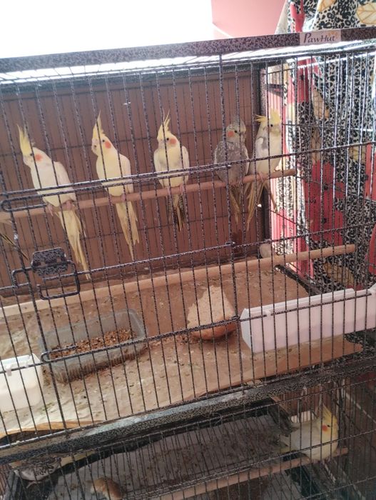 Papagali de vînzare Nimfe, Oltenița