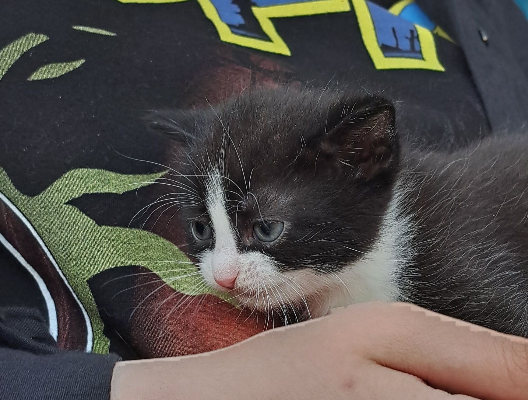 Котята бесплатно