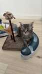 Pui Maine Coon, pedigree, pasaport