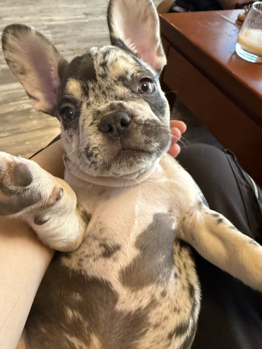 Френски булдог french bulldog