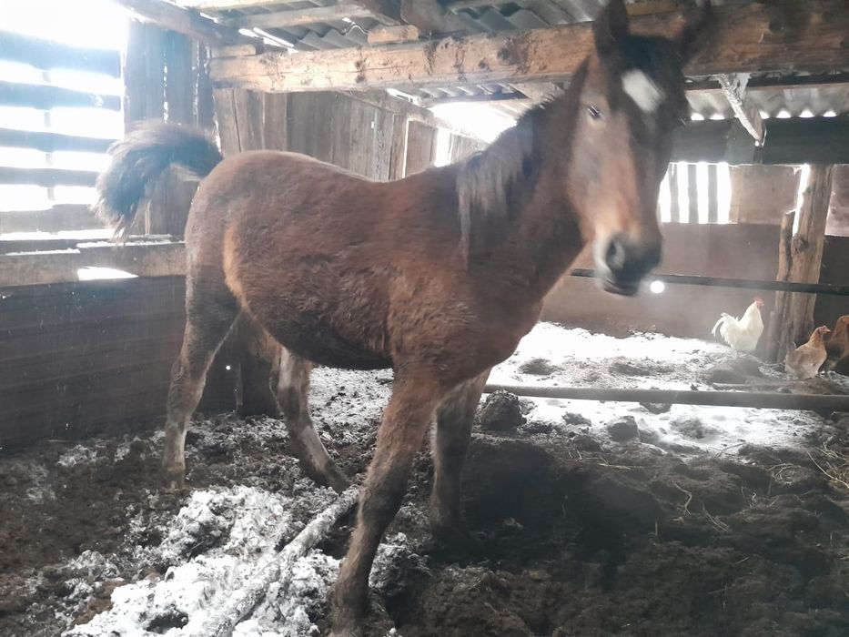 Продам соғым 1.8 года