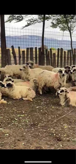 De vânzare-35 de oi