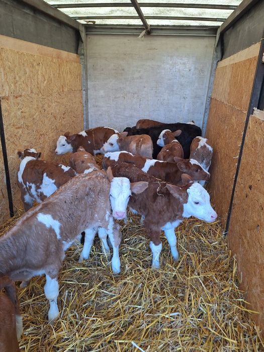 Aduc viței de rasă pe comandă dumneavoastră!!