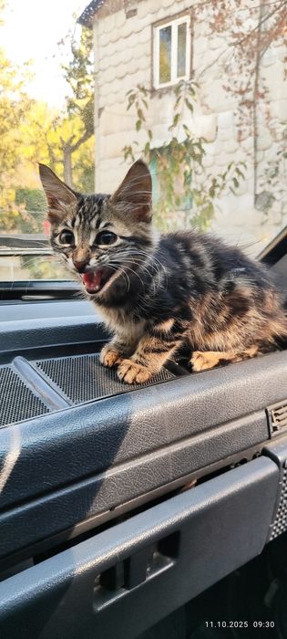 Отдам даром котят