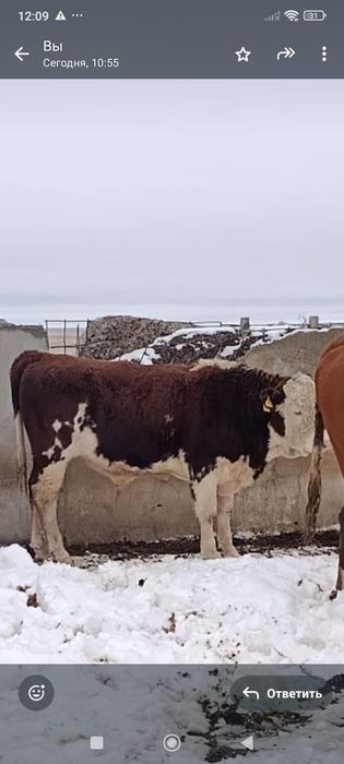 Мясо говядина по 3500 тг. Подсосные телята этого года