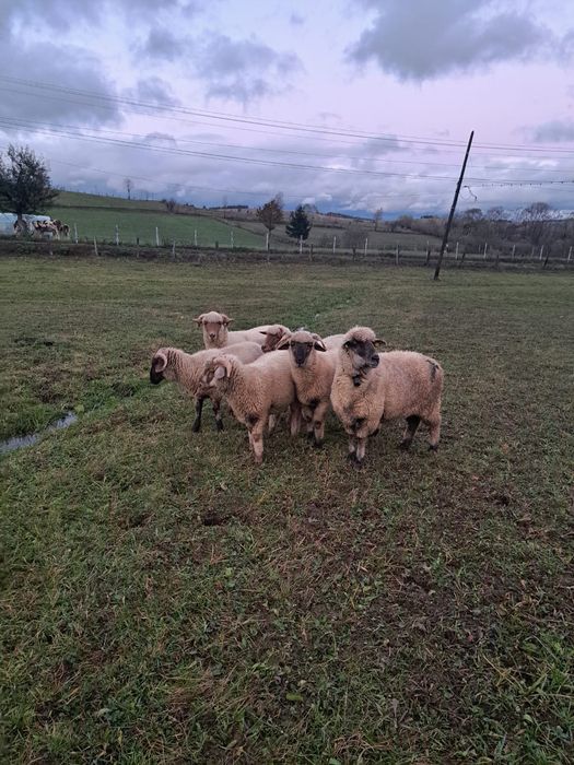 3 berbecuți de vânzare