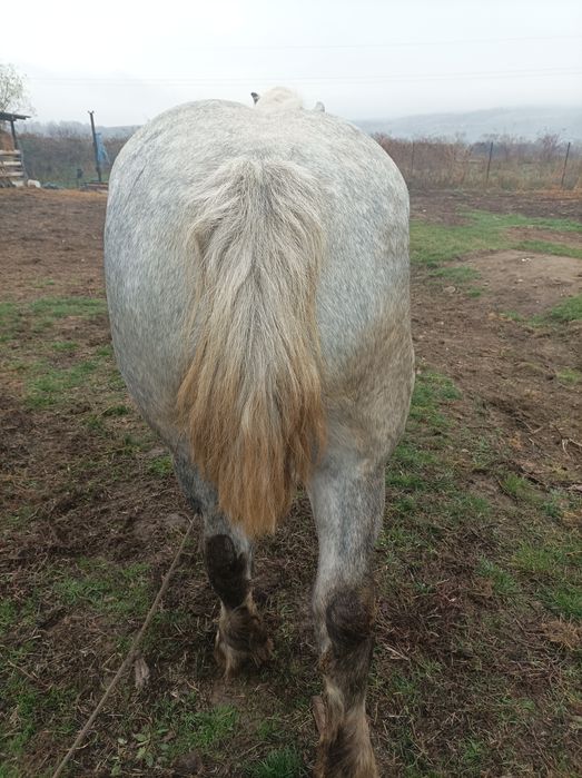 Iapa de vânzare *!!