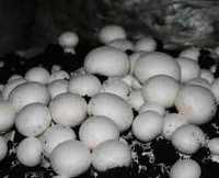 Передам опыт грибоводства шампиньонов