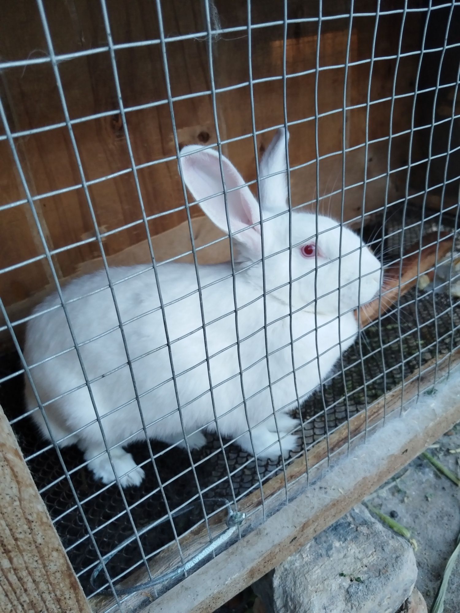 Кролик домашний белый