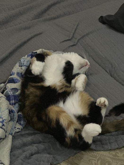 Отдам кошку в самые добрые и надёжные руки