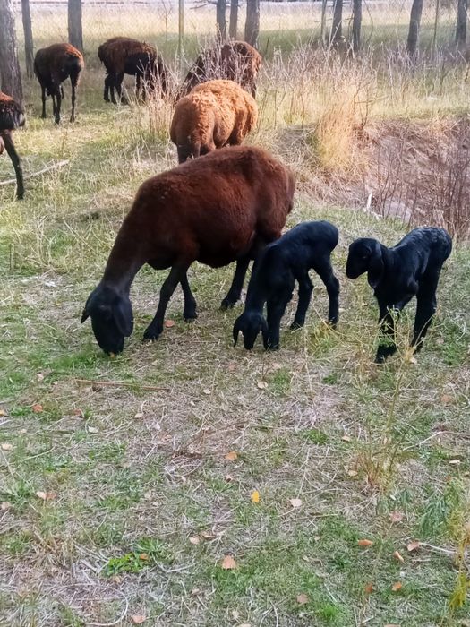 Продам баранов.