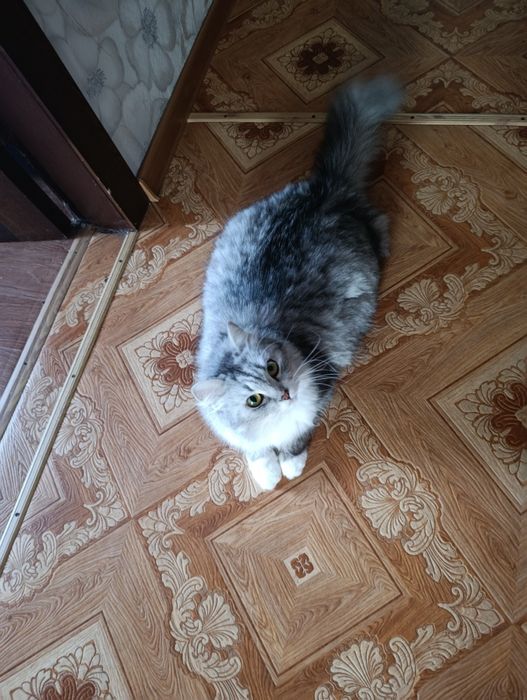 Отдам кошку в добрые руки