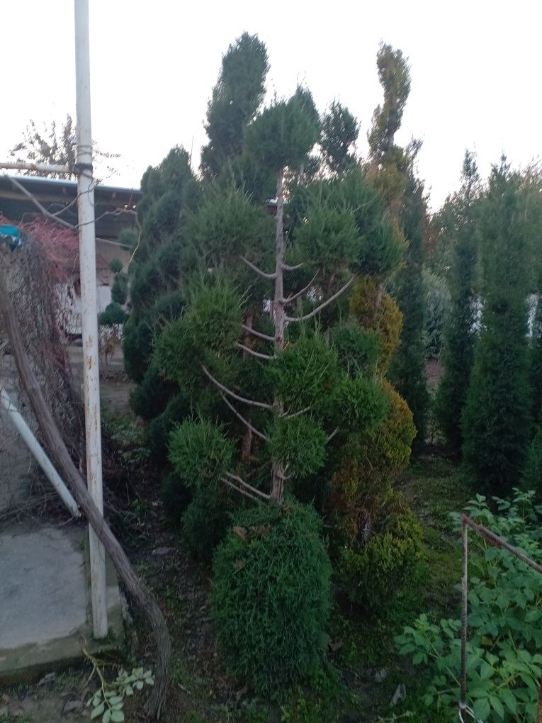 Mevali va manzarali ko'chatlar