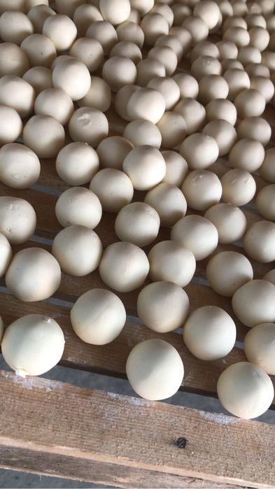 qurt maxsulotlari optom narxlarda