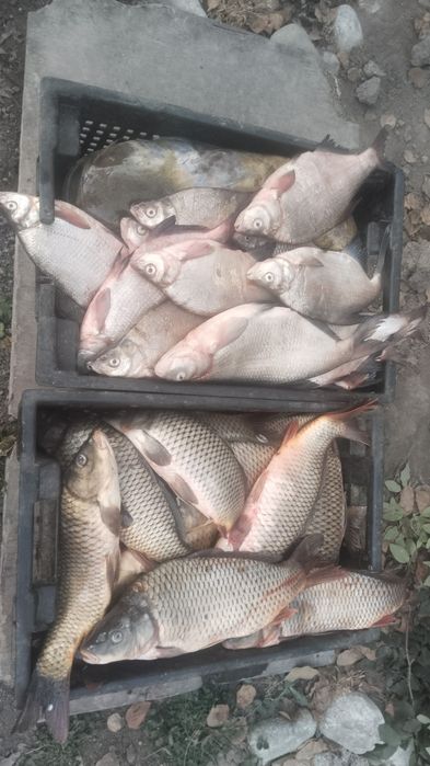 Рыба свежая сазан с Балхаша