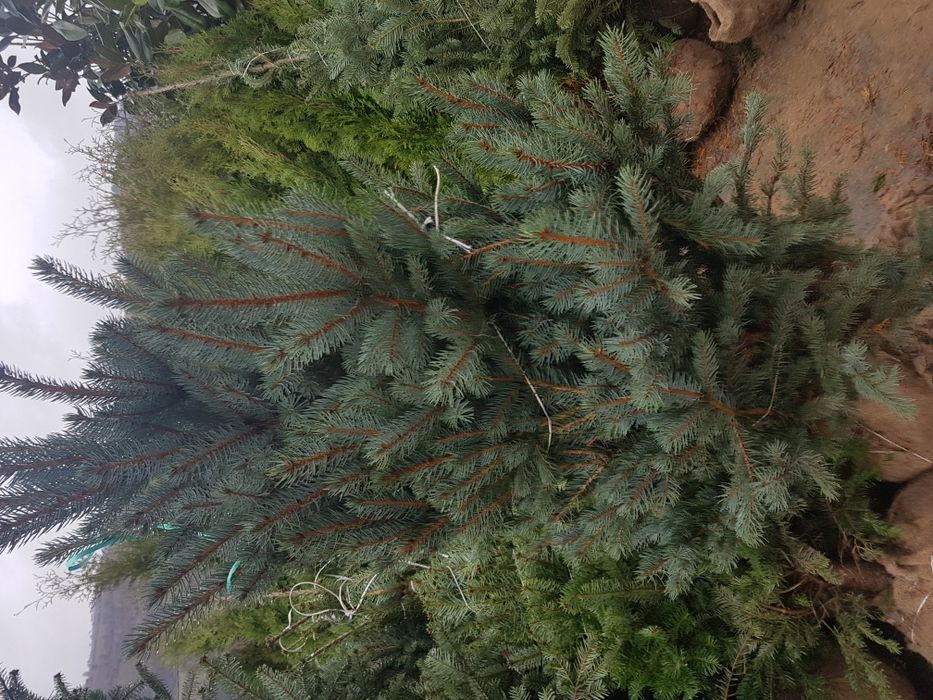 Tuia smarald 3m brazi arginti 2m