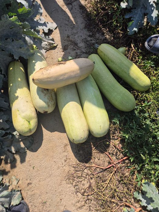 Vand Dovleci Animale