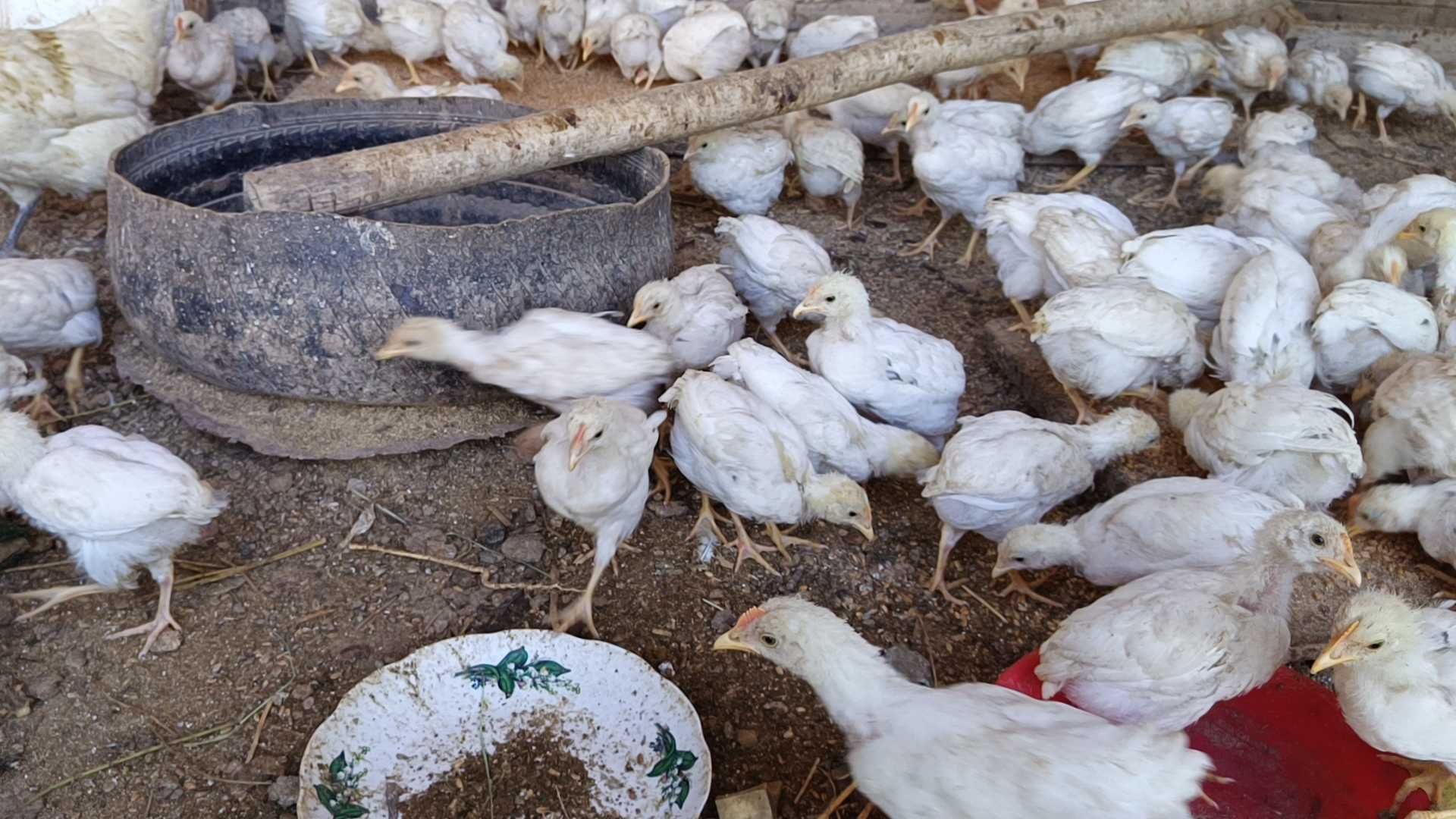 Tovuq joʻjalari bor
