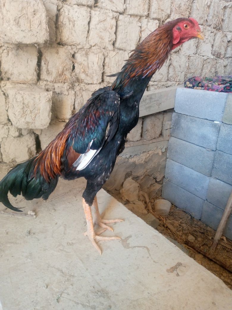 Dakan xoʻroz sotiladi