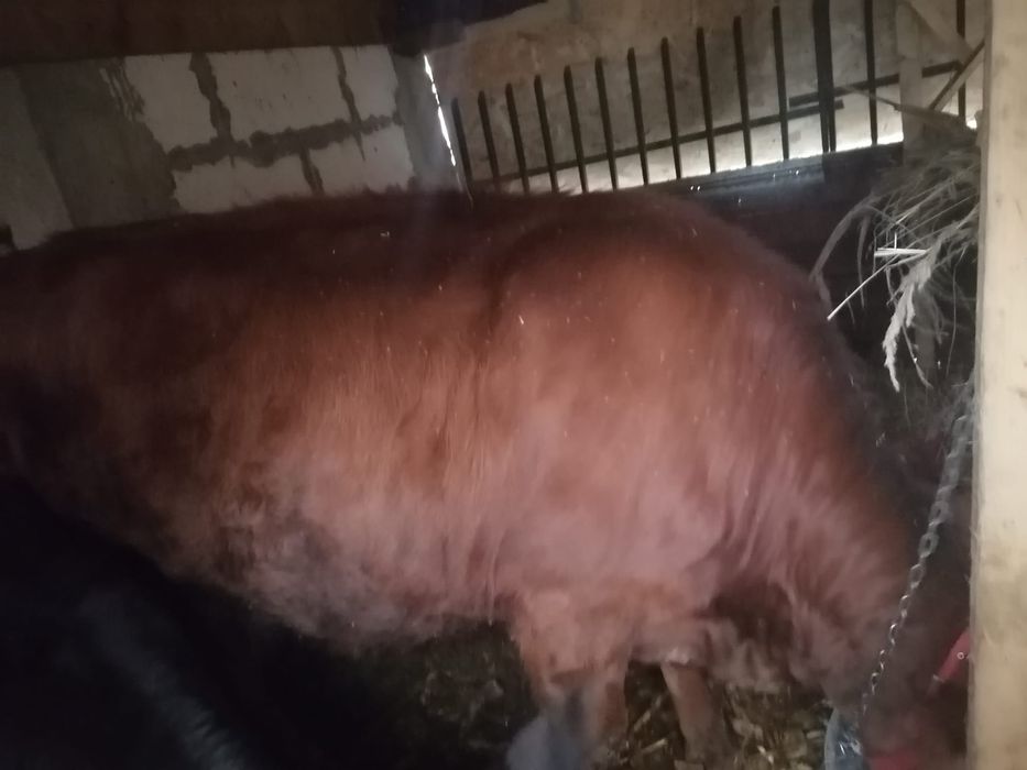De vânzare o junică și doi viței