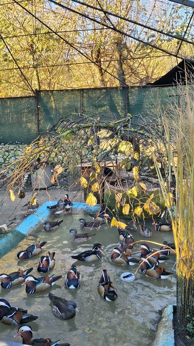 Rațe mandarine, Hottentota , Scorțișoară , Caroline