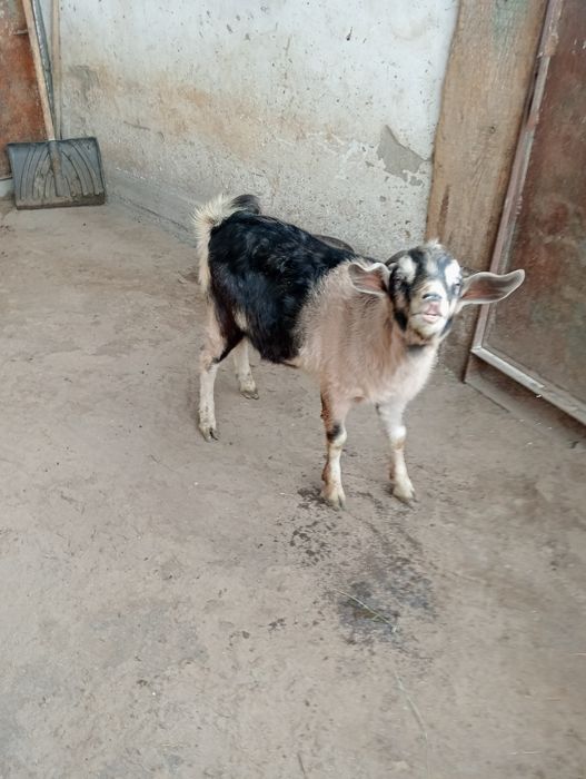 Заанен лақ теке сатылады.