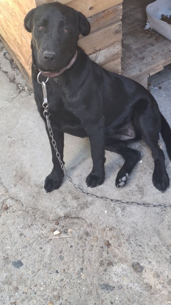Ofer spre donație pui labrador