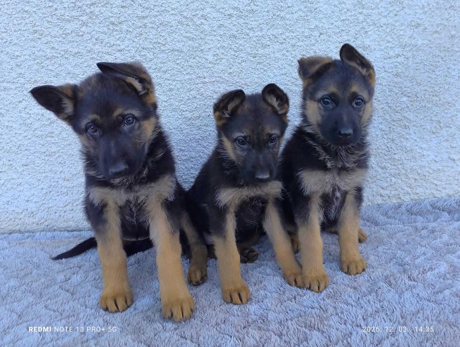 Pui Ciobanesc German