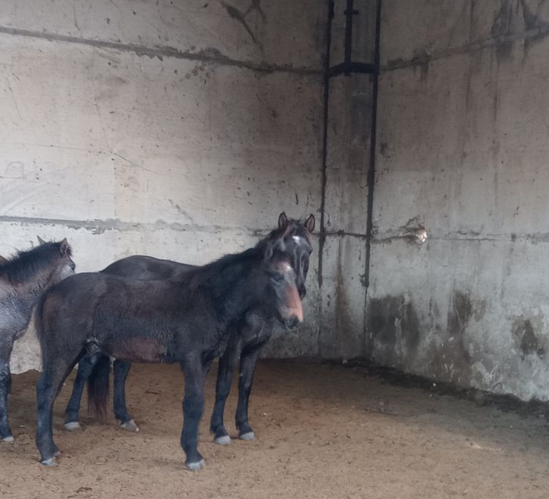 Соғымға осы екі еркек жабағылар сатылады